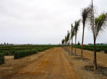 Terreno / Lote , Cañete · Vendo Terreno en Asia de 93.7 Hectáreas, Altura Km103 Panamericana Sur