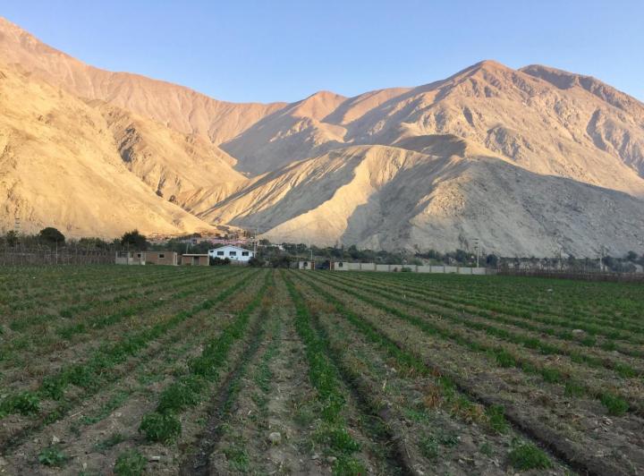 Landwirtschaftliche Felder in Cañete vor den trockenen Küstenbergen