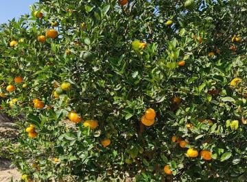 Terreno agrícola , Ica · Venta de Fundo o Terreno Agricola en Produccion