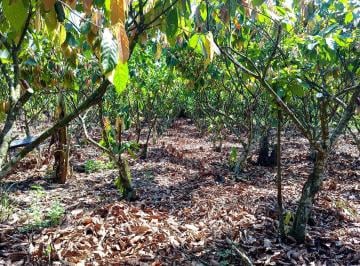 Terreno agrícola , Puerto Inca · Venta de Terrenos Cacaoteros y Mas