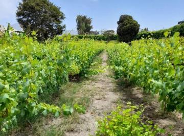 Terreno agrícola  Venta S/ 1,782,000 · Venta Terreno Agricola Mala Valle Mala
