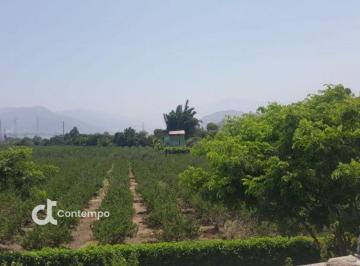Terreno / Lote , Cañete · Oportunidad Venta Excelente Fundo Producción Tierra Fértil Calango Mala 7,299 m²