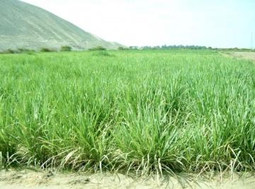 Terreno agrícola , Chincha · Alquilo Terreno Agricola 18 Ha Chincha