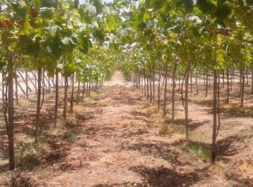 Terreno agrícola , Piura · Fundo a 25 Km de Piura por La Carretera Piura Ejidos Sector Parales