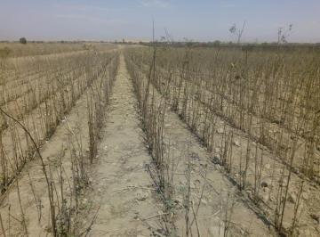 Terreno agrícola , Chincha · Chincha Venta de Terreno Agrícola en Venta de 8 Hectáreas con 2 Frentes
