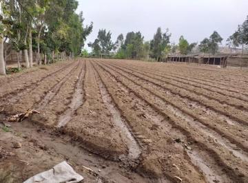 Terreno agrícola , Lima · En Venta Oportunidad: Unidad Agrícola Lista Para Operar – Terreno 8,167 m² en Lurín