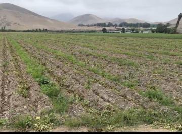 Terreno agrícola , Huaral · Venta de Terreno Agrícola con Plantación de Mandarina - Huaral