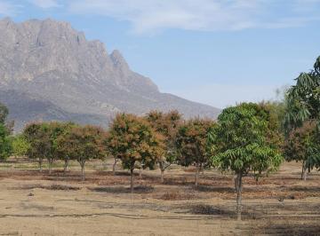 Terreno agrícola , Lambayeque · Mejor Precio! Vendo Fundo en Producción! Olmos, Lambayeque.