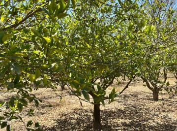 Terreno / Lote , Chincha · Venta o Alquiler Terrenos Chincha - Grocio Prado