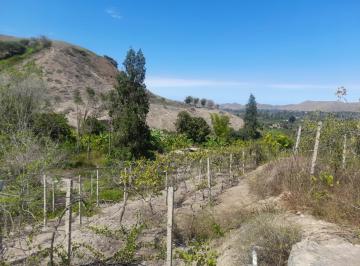 Terreno / Lote · 50000m² · Terreno en Venta - Fundo de 5 Ha con Plantaciones de Uva y Otros Frutales