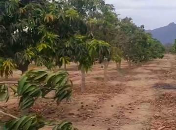 Terreno agrícola de 7 habitaciones, Lambayeque · Terreno Agrícola de m² con 7 Dorm. en Venta en Olmos