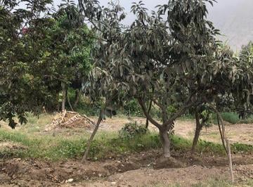 Terreno agrícola · 20m² · 1 Dormitorio · 2 Estacionamientos · ¡Terreno en Venta con Árboles Frutales - en Ricardo Palma, Huarochirí!