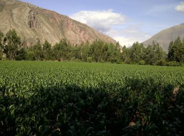 VISTA LOTE 8 URUBAMBA · Excelente Terreno 6,217 m² en El Valle Sagrado Urubamba Cusco