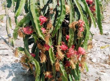 Terreno / Lote , Camaná · Vendo 10 Ha de Terreno con Pitahaya de 4 Años de Produccion en Camana