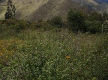 Terreno / Lote , Urubamba · Terreno en Zona Céntrica de 2351 m² Cerca Al Tren en Ollantaytambo, Cusco