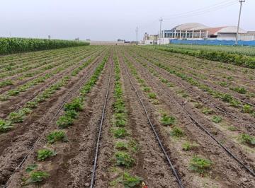 Terreno / Lote , Huaral · Oportunidad P/ Univ. Clinicas, Hoteles, Almac. Terreno 4has Z/desarrollo Chancay