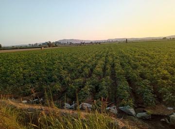 Terreno agrícola , Pisco · Terreno Agrícola de 4.48 Ha en Pisco – Excelente Ubicación y Acceso a Riego