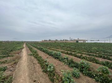Terreno agrícola · 4700m² · Vendo Terreno Rural en Sector Padres Franciscanos Moche - Trujillo