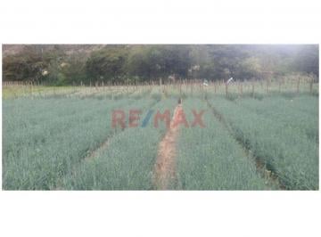Terreno / Lote , Huaylas · Se Vende Terreno Agricola en Caraz Huaylas