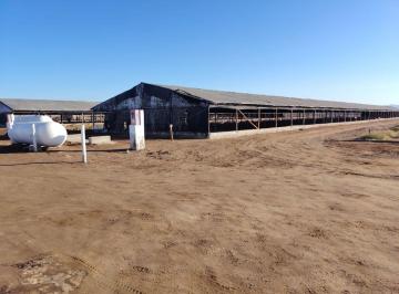 Terreno / Lote , Arequipa · Oportunidad Agrícola en La Joya – 5 Hectáreas