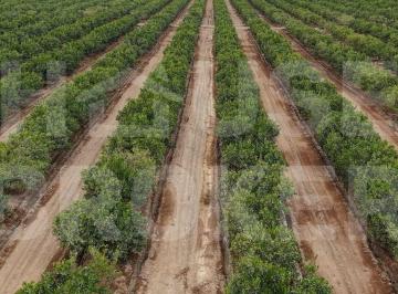 Terreno / Lote , Chincha · Fundo de Mandarinas 100ha