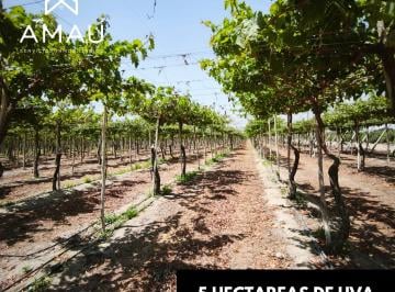 Terreno / Lote , Pisco · Venta de Fundo Casa y Terreno Agricola Uva y Naranja Pisco. Santa Cruz Ica