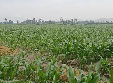Terreno agrícola , Barranca · Terreno Agrícola 5.04 Ha en Barranca | Us$14/m² | Documentos en Regla