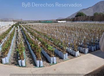 Terreno / Lote , Cañete · Venta de Fundo de 74.5 Ha con Zonificación Industrial I - 4