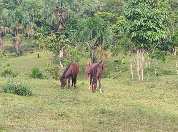 Terreno / Lote , Maynas · Venta de Fundo 56 Ha Iquitos Nauta Km 42.5 Prod. Aguardiente, Piscicultura y Gran Potencial Agrícola