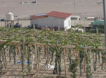 Terreno / Lote , Cañete · Lotes por Adquirir Km 163 Cañete Herbay Alto 1,000 m² S/ 22,000 Condominio