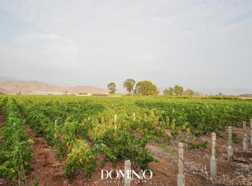 fundo · Fundo Vitivinícola con Bodega y Casa en Asia – 5.82 Ha en Producción