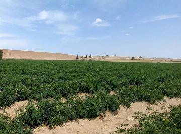 Terreno / Lote , Caylloma · Vendo Excelente Terreno Agricola de 5.5 Ha en Majes I, Asentamiento 6