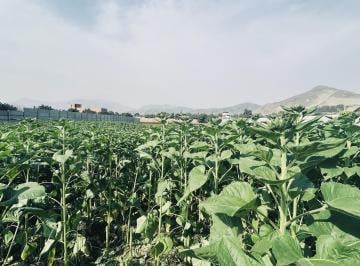 Terreno agrícola · 9065m² · Terreno Rural en Venta