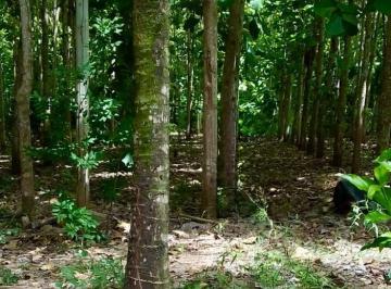 Terreno / Lote · 32m² · Terreno Estratégico de 32.54 Ha en Venta – Juan Guerra, San Martín