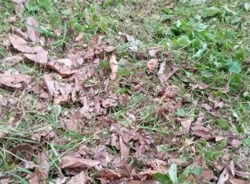 Terreno agrícola Venta S/ 2,026,303 · Oportunidad de Hacer un Lodge
