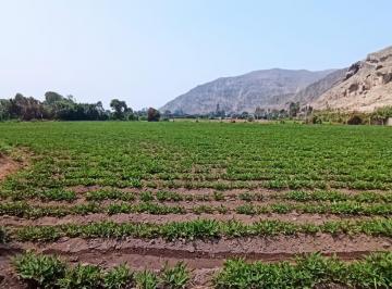 Terreno agrícola · 46000m² · Venta de Terreno en Pachacamac de 46,000 m²