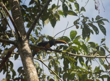 Terreno / Lote , San Martin · Río, Bosque y Naturaleza a Solo 3 Km de Tarapoto Centro
