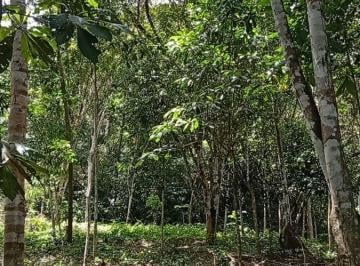 Terreno / Lote , Lamas · San Roque de Cumbaza 1334 Mt Para Casa de Campo