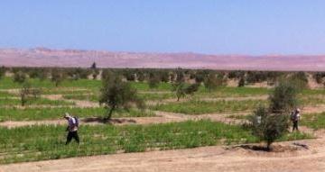 Terreno / Lote · 93200m² · Vendo Terreno Flat Agrícola en Calle Magollo N° X, Tacna. Cerca a La Panamericana Sur Tacna - Arica