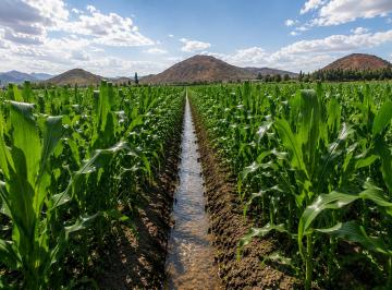 Terreno agrícola en Venta Pativilca · Se Vende Terreno Agrícola Para Todo Tipo de Cultivo Agua en Abundancia Todo El a