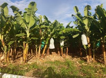 Terreno agrícola · 103700ha · Parcela Agrícola en Chulucanas – Lista Para Producir a Excelente Precio: S/. 40,000 por Ha