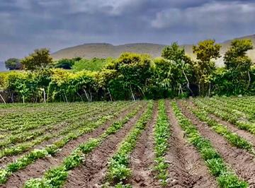 Terreno / Lote · 5060m² · Venta de Terreno en Mala - 5,060 M&sup2;– La Rinconada de Mala, Cañete Km 86 Panam. Sur Erreno