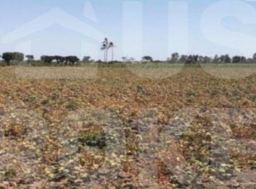 Terreno / Lote , Lambayeque · Terreno Agrícola de 104,600 m² en Lambayeque | 2 Predios Rústicos