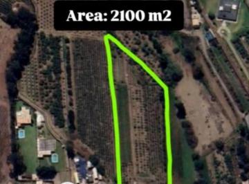 Terreno / Lote , Cañete · Oportunidad - Terreno en Bujama Alta 2100 m²