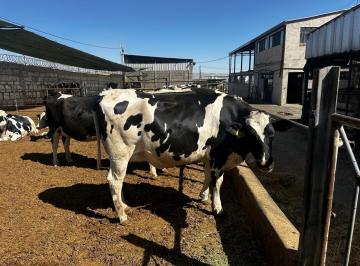 Local comercial · 68000m² · Venta Establo Lechero en Funcionamiento Buena Rentabilidad
