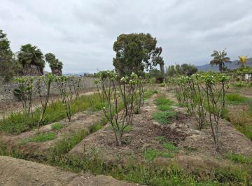 Terreno agrícola , Cañete · Oportunidad de Inversión en San Antonio – Cañete!