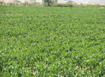 Terreno / Lote · 120000m² · Terreno en San Andres