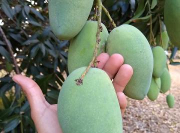 Huerta , Cuajinicuilapa · Venta Cuajiniculapa, Gro Huerta de Mango Manila $4,165,00024 Hectarias.