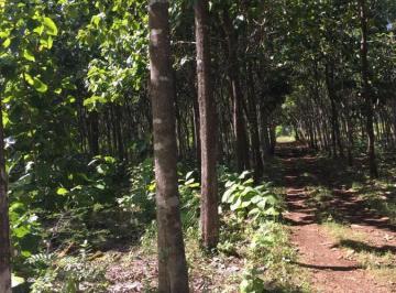 Terreno / Lote · 200000m² · Vendo Rancho con Madera Preciosa en Campeche