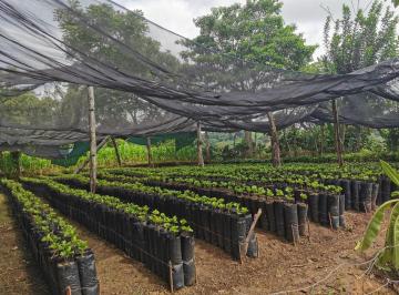 Rancho , Coyutla · Venta Finca de Cafe en Zona Norte de Veracruz